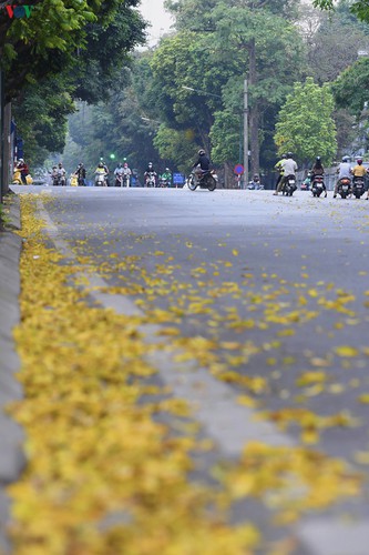 summer looms as hanoi streets are covered in falling yellow leaves hinh 4