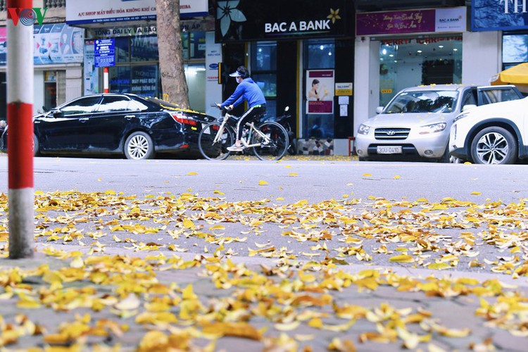 summer looms as hanoi streets are covered in falling yellow leaves hinh 5