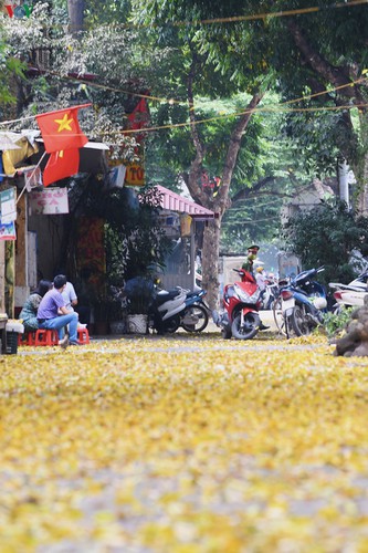 summer looms as hanoi streets are covered in falling yellow leaves hinh 6