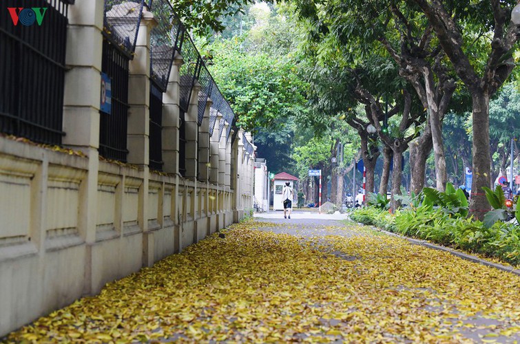 summer looms as hanoi streets are covered in falling yellow leaves hinh 7