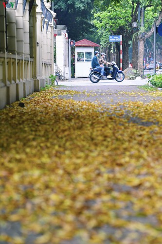 summer looms as hanoi streets are covered in falling yellow leaves hinh 8