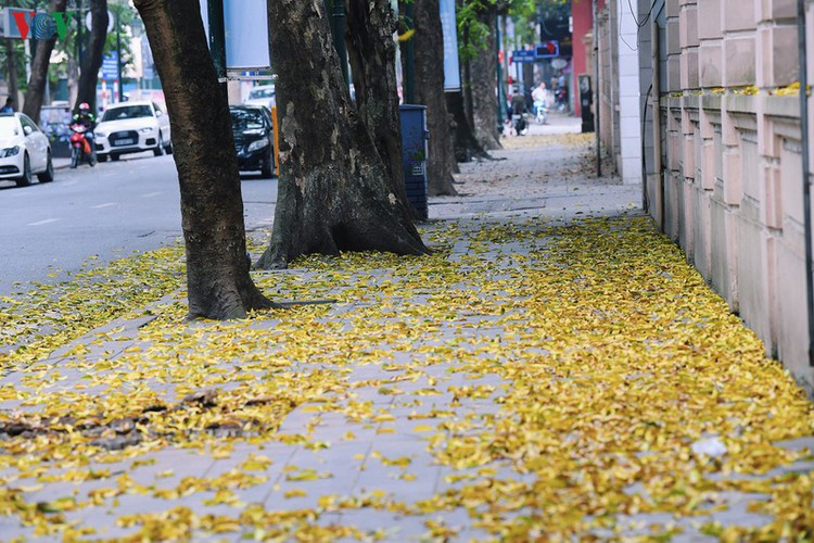 summer looms as hanoi streets are covered in falling yellow leaves hinh 9