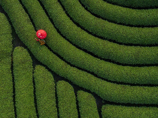 vietnamese photographer wins #spring2020 contest for best photo hinh 3