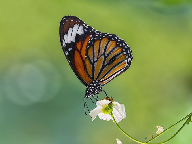 vietnamese photographer wins #spring2020 contest for best photo hinh 9