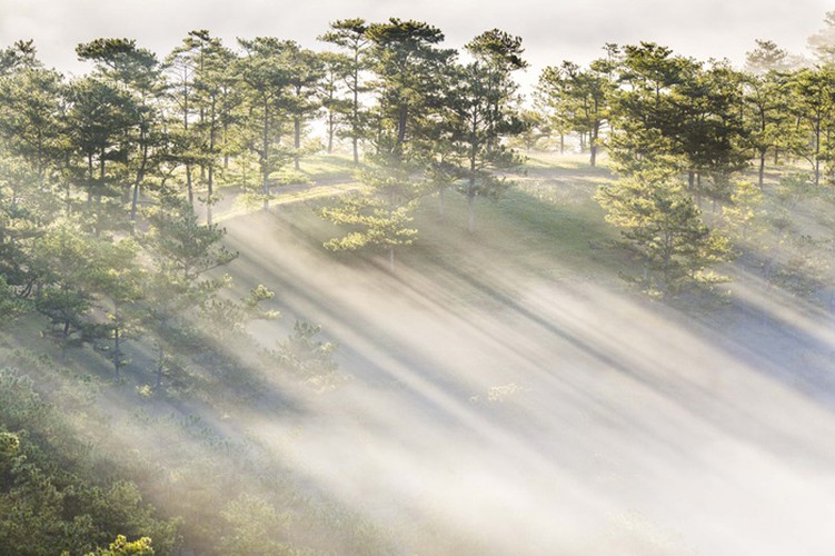 romantic da lat hidden in magnificent morning clouds hinh 11