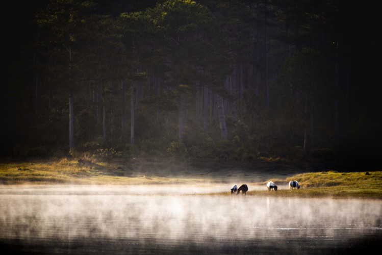 romantic da lat hidden in magnificent morning clouds hinh 18