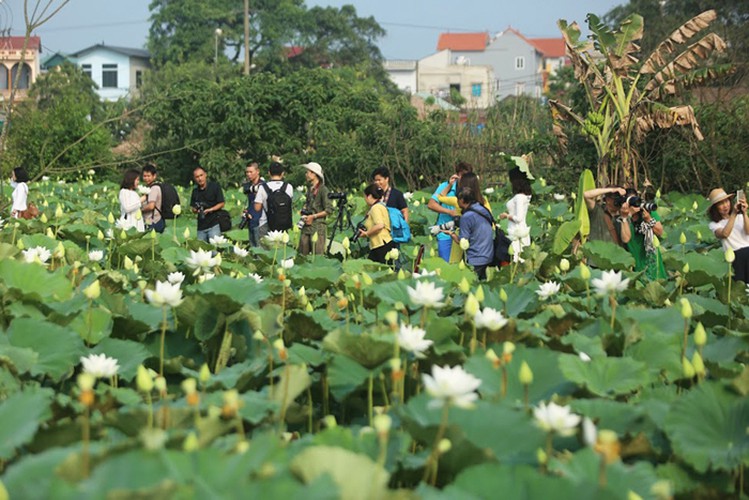 charming white lotus flowers spotted in bloom on outskirts of hanoi hinh 11