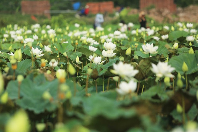 charming white lotus flowers spotted in bloom on outskirts of hanoi hinh 1