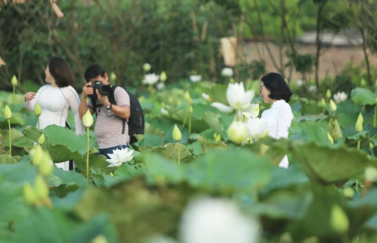 charming white lotus flowers spotted in bloom on outskirts of hanoi hinh 2