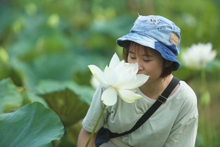 charming white lotus flowers spotted in bloom on outskirts of hanoi hinh 3