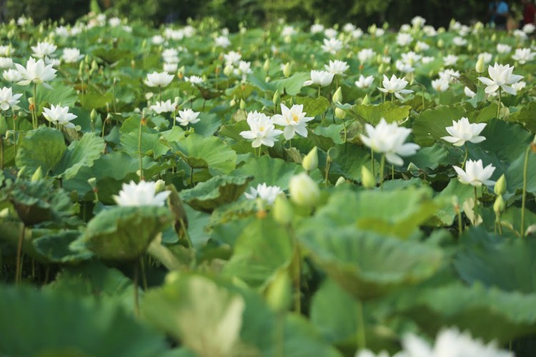 charming white lotus flowers spotted in bloom on outskirts of hanoi hinh 4