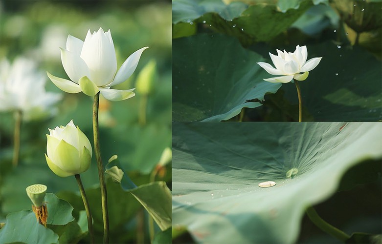 charming white lotus flowers spotted in bloom on outskirts of hanoi hinh 5