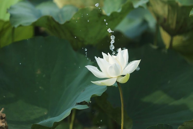 charming white lotus flowers spotted in bloom on outskirts of hanoi hinh 6