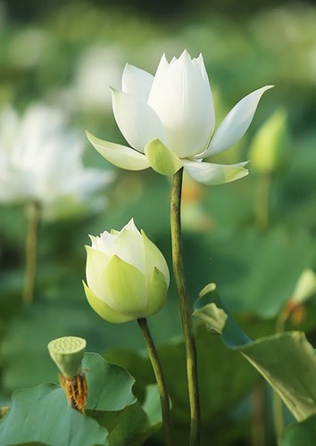 charming white lotus flowers spotted in bloom on outskirts of hanoi hinh 7