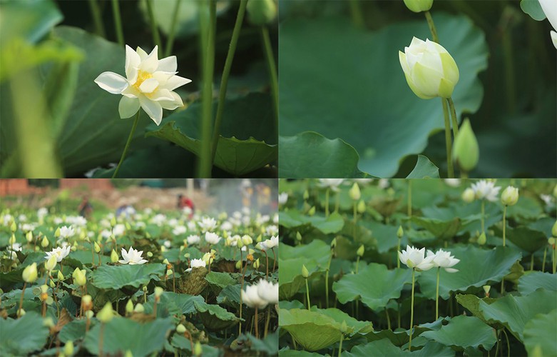 charming white lotus flowers spotted in bloom on outskirts of hanoi hinh 8