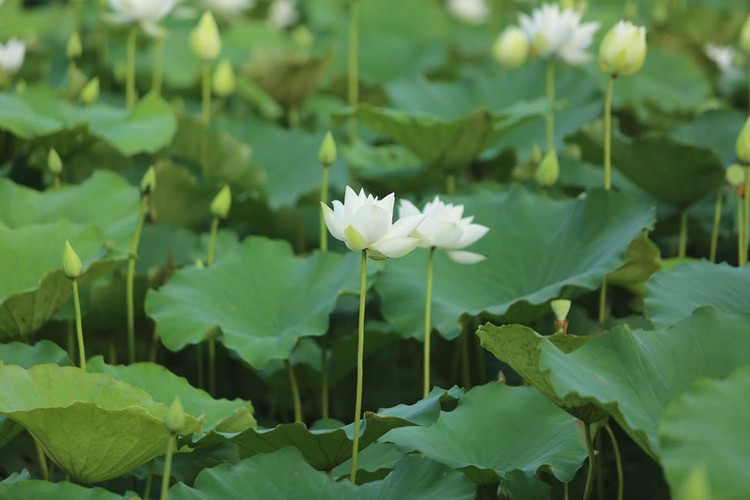 charming white lotus flowers spotted in bloom on outskirts of hanoi hinh 9