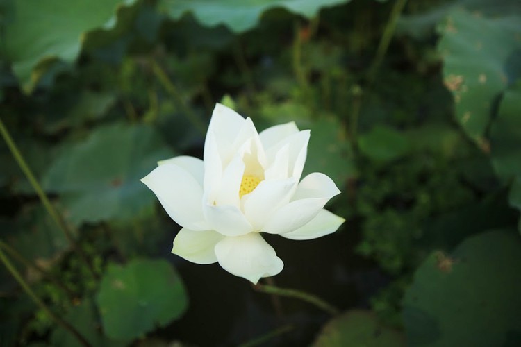 charming white lotus flowers spotted in bloom on outskirts of hanoi hinh 10