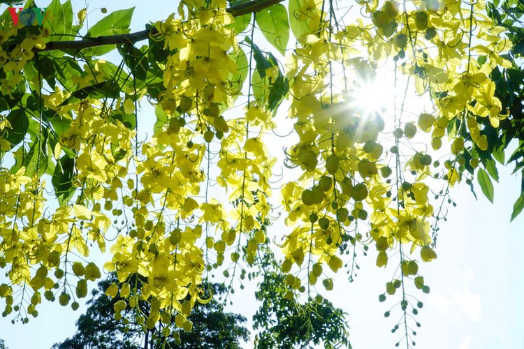 beautiful golden shower trees brighten up dien bien province hinh 1