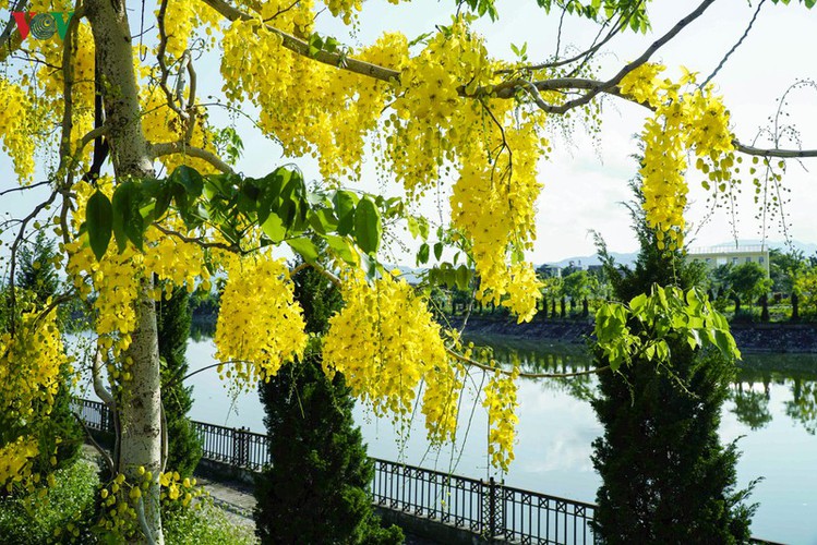 beautiful golden shower trees brighten up dien bien province hinh 2