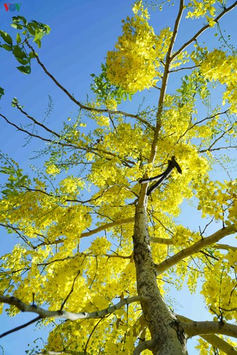 beautiful golden shower trees brighten up dien bien province hinh 3