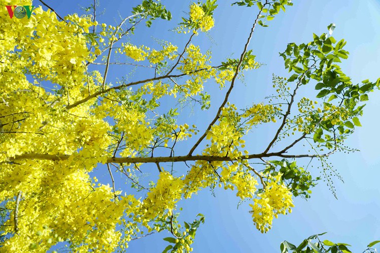 beautiful golden shower trees brighten up dien bien province hinh 4