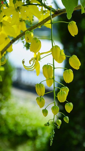 beautiful golden shower trees brighten up dien bien province hinh 5