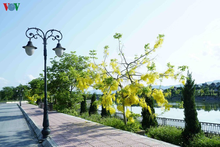 beautiful golden shower trees brighten up dien bien province hinh 6