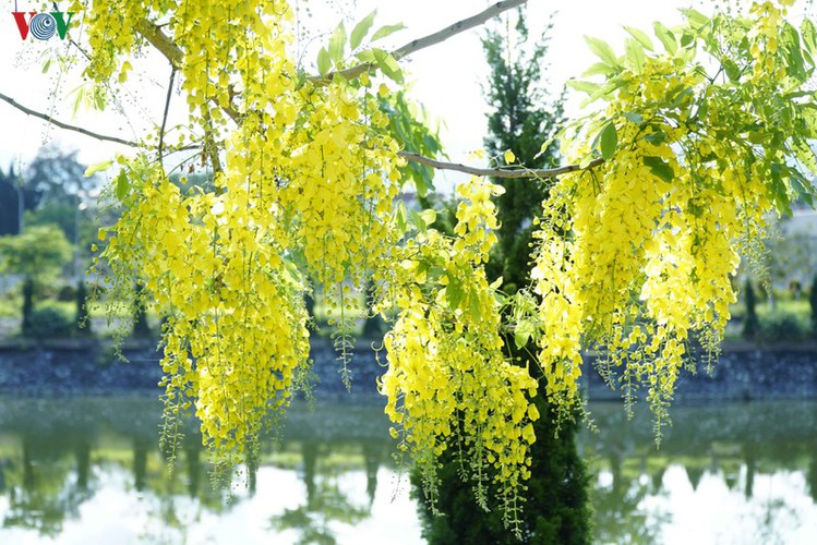 beautiful golden shower trees brighten up dien bien province hinh 7