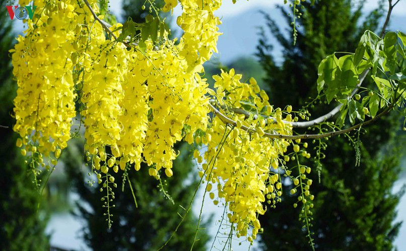 beautiful golden shower trees brighten up dien bien province hinh 8