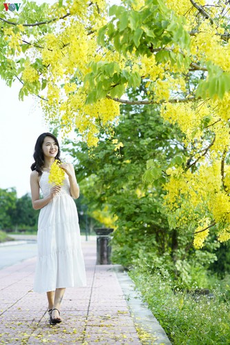 beautiful golden shower trees brighten up dien bien province hinh 9