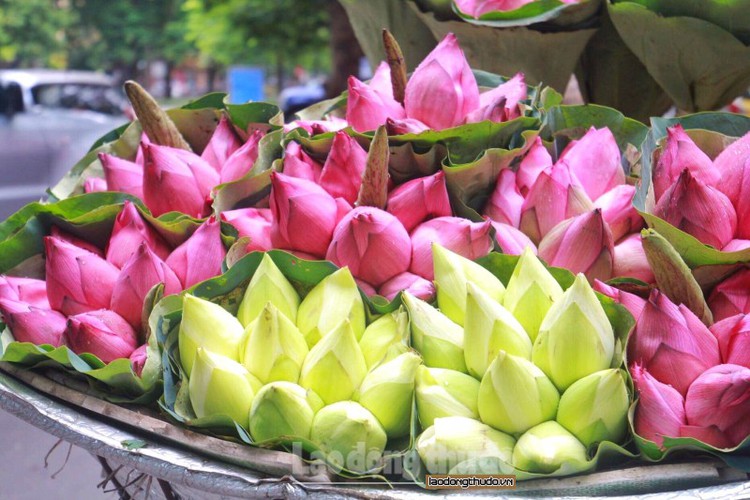 streets around hanoi enjoy sight of blossoming lotus flowers hinh 10