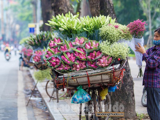 streets around hanoi enjoy sight of blossoming lotus flowers hinh 1