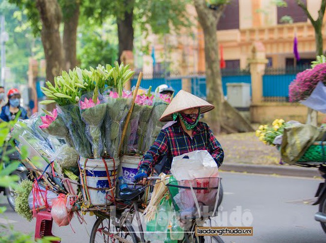 streets around hanoi enjoy sight of blossoming lotus flowers hinh 2