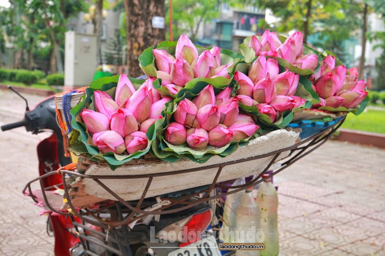 streets around hanoi enjoy sight of blossoming lotus flowers hinh 3