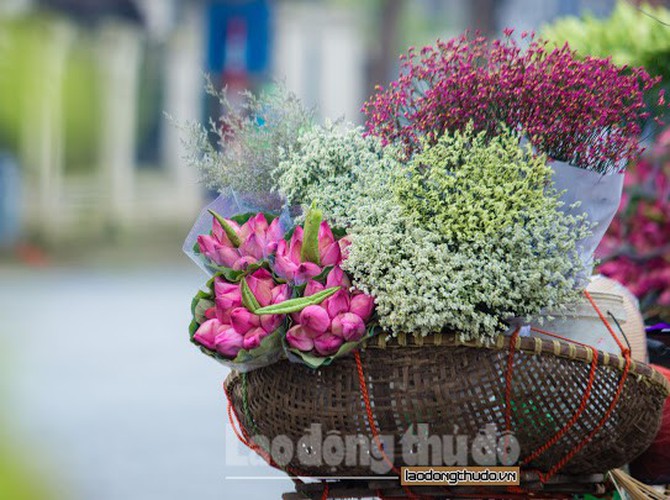 streets around hanoi enjoy sight of blossoming lotus flowers hinh 4