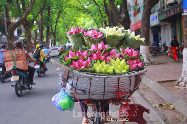 streets around hanoi enjoy sight of blossoming lotus flowers hinh 5