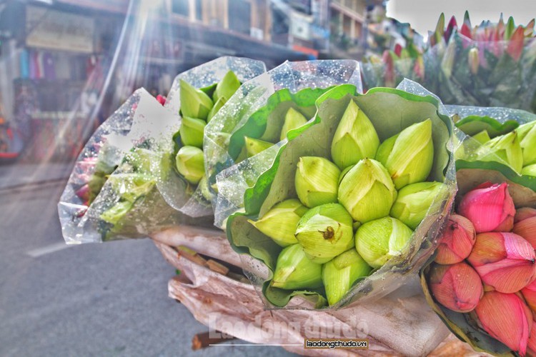 streets around hanoi enjoy sight of blossoming lotus flowers hinh 6