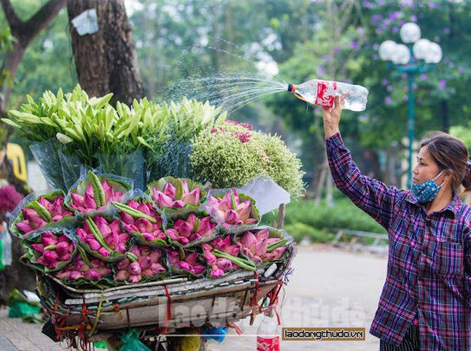 streets around hanoi enjoy sight of blossoming lotus flowers hinh 7