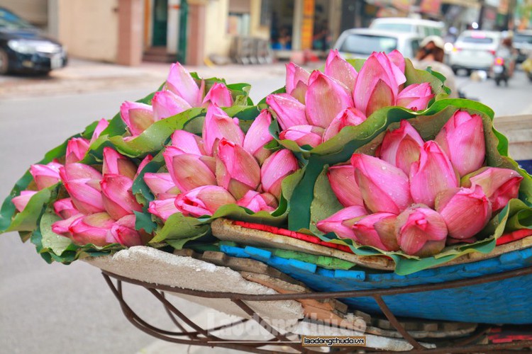 streets around hanoi enjoy sight of blossoming lotus flowers hinh 8