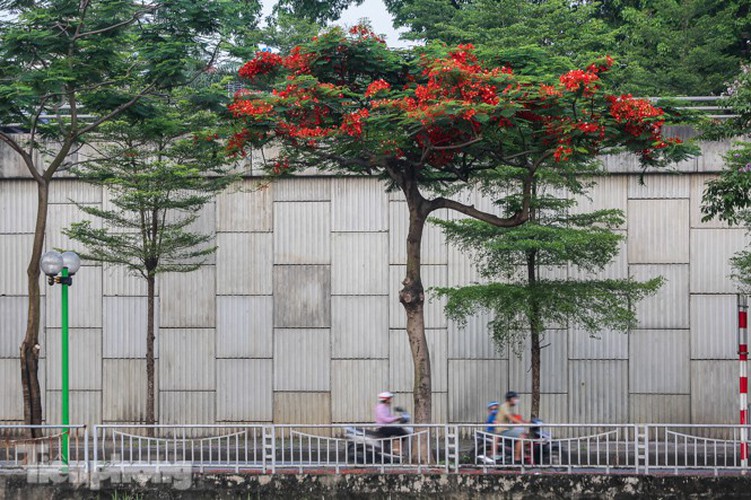 red flamboyant flowers in full bloom in capital hinh 10