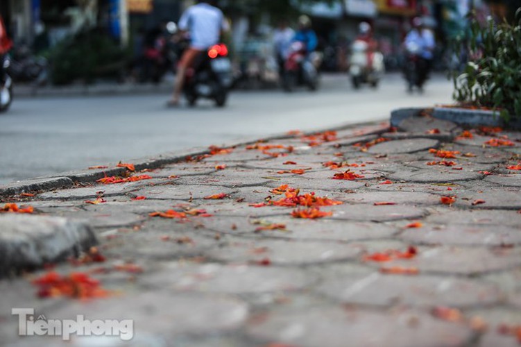 red flamboyant flowers in full bloom in capital hinh 11