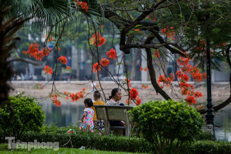 red flamboyant flowers in full bloom in capital hinh 12