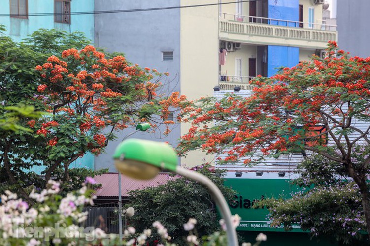 red flamboyant flowers in full bloom in capital hinh 13