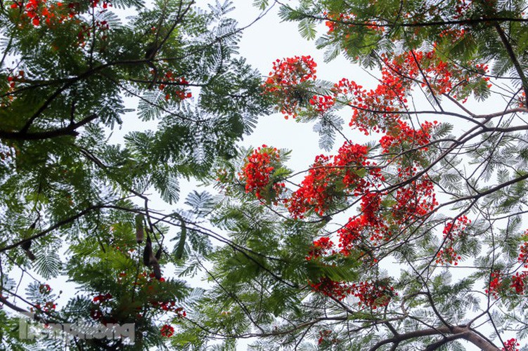 red flamboyant flowers in full bloom in capital hinh 14