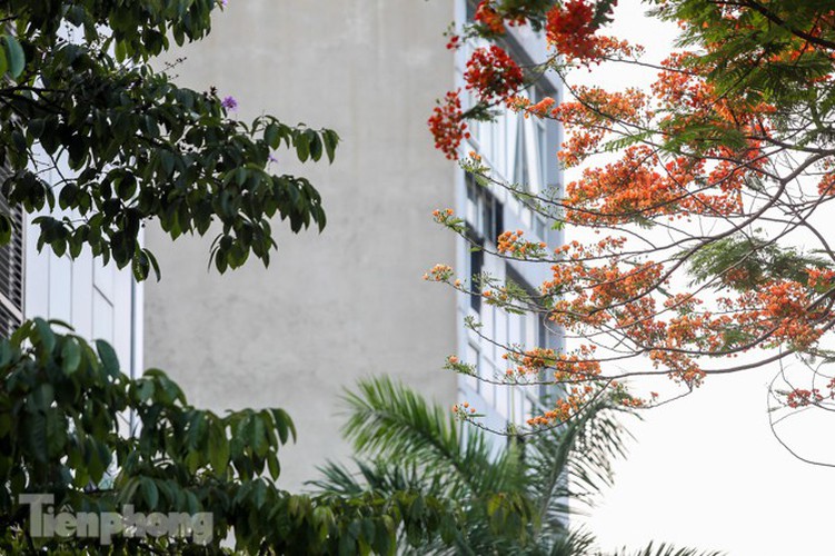 red flamboyant flowers in full bloom in capital hinh 15