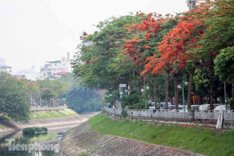 red flamboyant flowers in full bloom in capital hinh 1