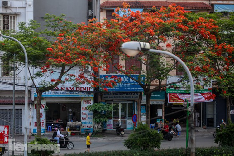 red flamboyant flowers in full bloom in capital hinh 2