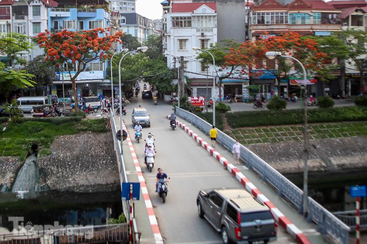 red flamboyant flowers in full bloom in capital hinh 3