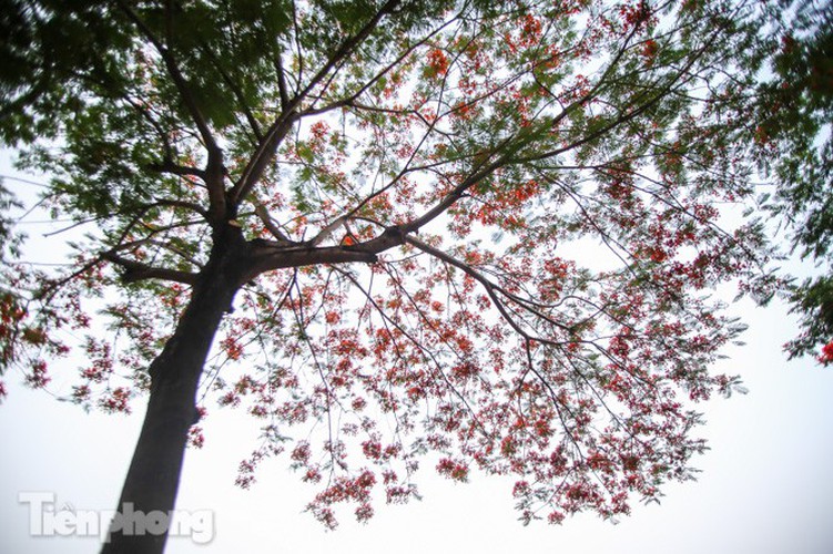 red flamboyant flowers in full bloom in capital hinh 4