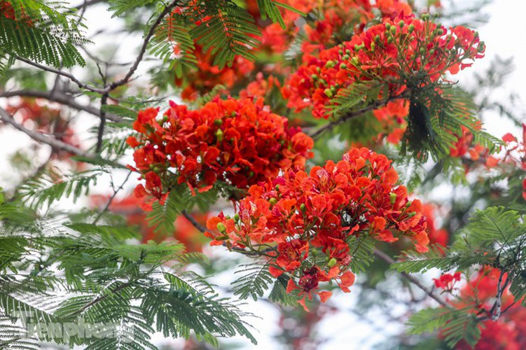 red flamboyant flowers in full bloom in capital hinh 5